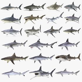 3D Rigged Sharks Big Collection